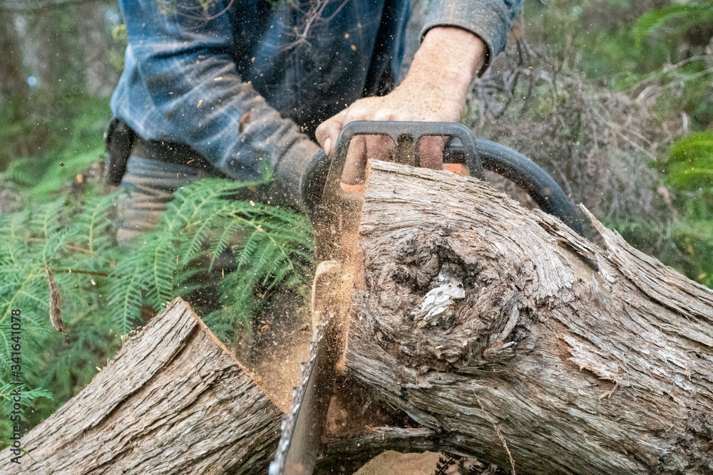 Wall mural Cutting branches with a chainsaw