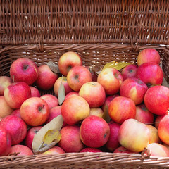 Red apples in a wicker wooden basket in autumn