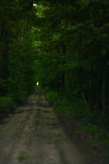 Naklejka premium road in the forest