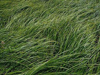 Dense thicket sedge grass as background