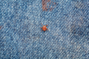 A dangerous parasite and infection carrier mite