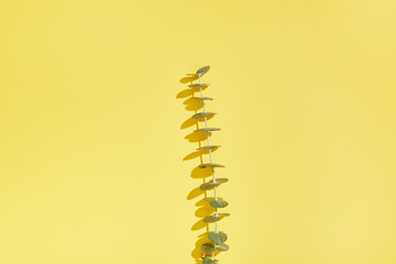 green plant isolated on yellow background