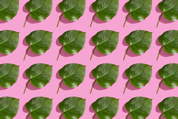 green leaf isolated on pink background pattern 