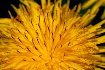 Yellow flower