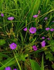Photo d'une magnifique fleur en pleine période estivale retouchée avec Lightroom.