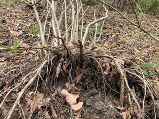 The roots of the plant lie on the ground in the spring forest. The root system of the bush on the surface.