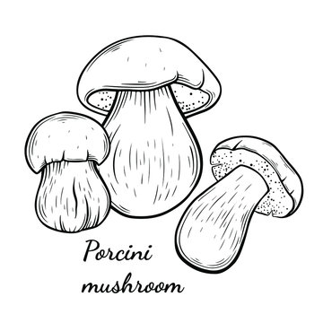 Porcini mushroom hand drawn vector illustration. Sketch style drawing isolated on white background with sliced pieces. Organic vegetarian object for menu, label, recipe, product packaging
