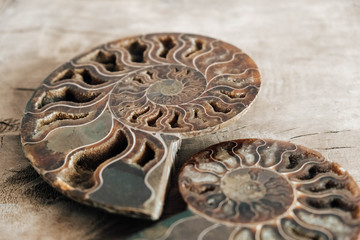 Ammonites fossil shell on wooden background. Copy, empty space for text. Polished half of petrified...