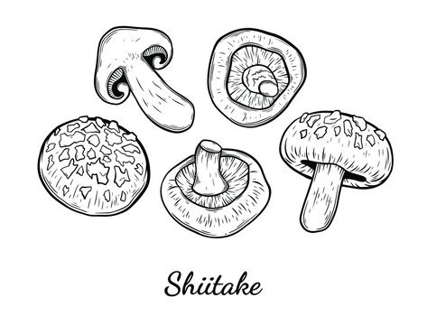Shiitake mushroom hand drawn vector illustration. Sketch style drawing isolated on white background with sliced pieces. Organic vegetarian object for menu, label, recipe, product packaging