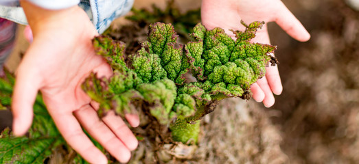 Naklejka na ściany i meble Childs hand while holding a dying plant. Promote green environment concept. Protect environment and trees for our kids concept