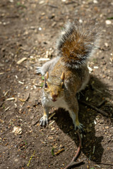 squirrel in the park