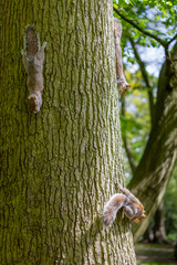 squirrelon a tree