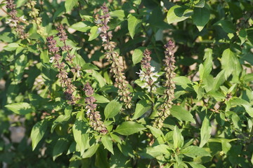 Thai basil in the backyard