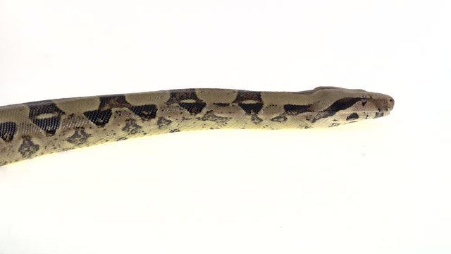 Python Morelia spilota variegata on a stone on wooden snag in white background. Close up. Macro Shot