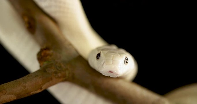 Close up at rat snake leucistic