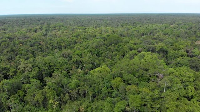Amazon jungle, rainforest, panoramic fly over the toptrees, horizon line, aerial shot.