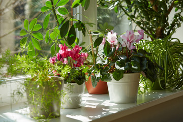 Pots with bright plants on a white windowsill