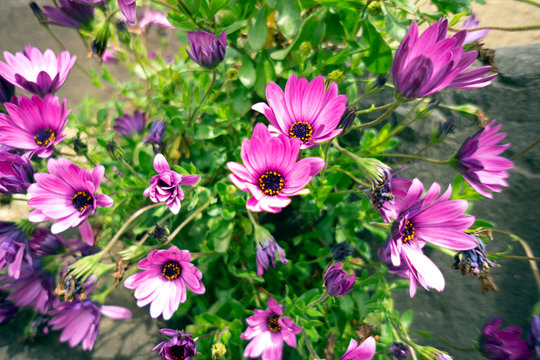 デモルフォセカ の画像 21 件の Stock 写真 ベクターおよびビデオ Adobe Stock