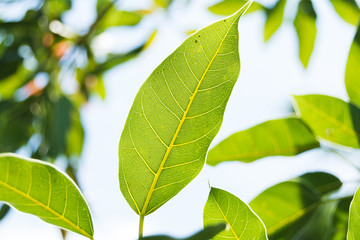 Texture and Detail on Green Leaf