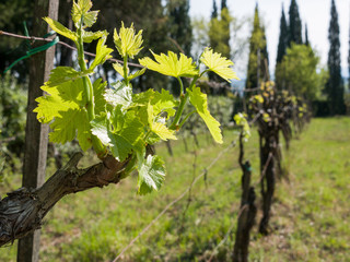 Vine shoots and budding leaves in a Chianti Classico vineyard. Tuscany, Italy.
