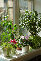 Pots with bright plants on a white windowsill