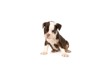 Portrait of an Old English Bulldog puppy sitting isolated against a white background