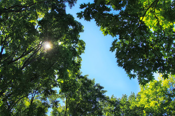Spring forest bottom view. Natural background