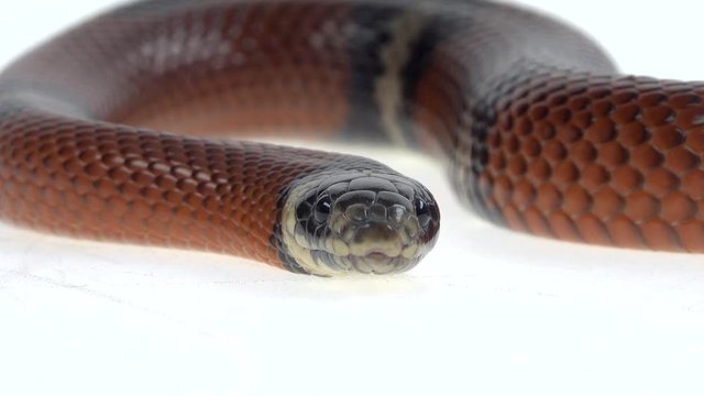 Sinaloan milk snake, Lampropeltis triangulum sinaloae, in front of white background. Close up. Macro Shot