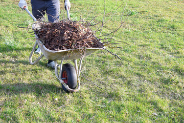 Man in gloved hands carrying dry leaves and branches in old metal wheelbarrow on green grass field background outdoors in backyard in cold spring day. Man working in seasonal backyard cleaning.
