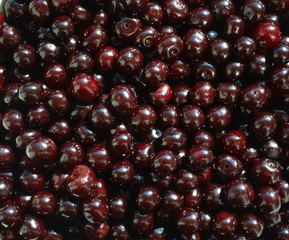 background of ripe juicy  purple colorful cherries