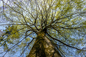 View from below to a huge tree. It is a Celtis australis, commonly known as the European nettle tree, Mediterranean hackberry, lote tree, or honeyberry. The fruit of this tree is sweet and edible.