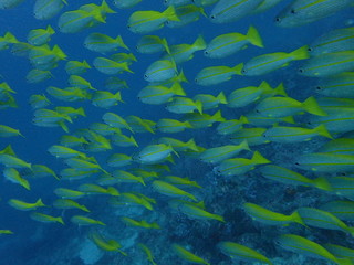 黄色いキンセンフエダイの群れ