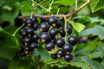 Ripe black currant on a Bush branch