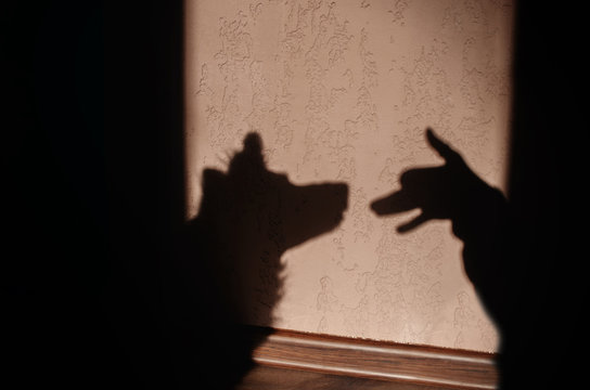 home photo session sunny day in the room silhouette of a dog and hands magic light
