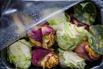 Frozen Rosebud in a Plastic Container