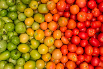 background of tomatoes of different degrees of maturity, color gradient