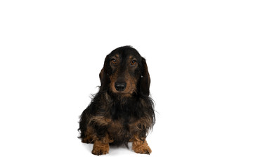 Portrait of a black and tan dachshund dog sitting isolated on a white background