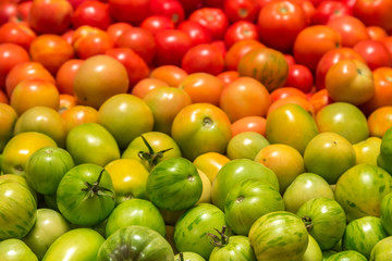 background of tomatoes of different degrees of maturity, color gradient