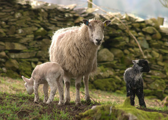 Obraz na płótnie Canvas sheep and lamb in a field