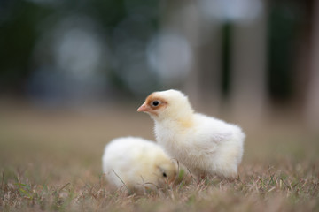 Little baby chicken chicks in the grass