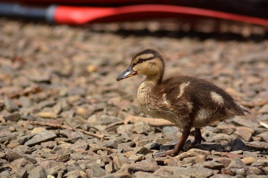 Young female Mallard duck photo