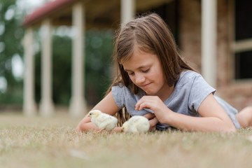 little girl playing with pet baby chicken chicks in the grass
