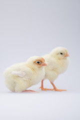 two little fluffy yellow chicken chicks isolated on white background