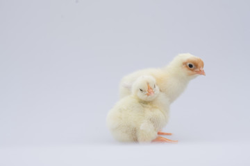 two little yellow chicken chicks on a white background