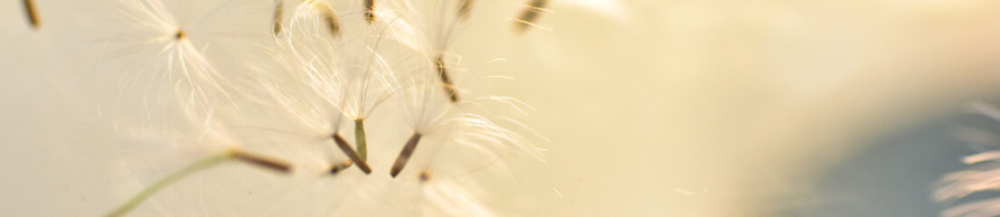 Closeup dandelion seeds on blurred whith ray of light. web banners consepts. HD Image and Large Resolution. can be used as background and wallpaper