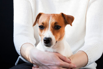 Jack Russell Terrier in the arms of women's hands