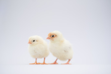 yellow day old baby chicken chicks on white background