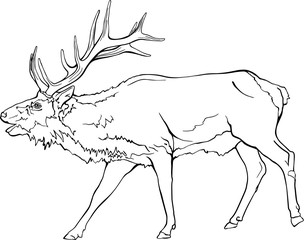 Black and White Line Drawing of a Bugling Bull Elk With Transparent Background Vector