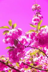 Fashion idea wallpaper   Pink Flowers aesthetics. Blooming cherry