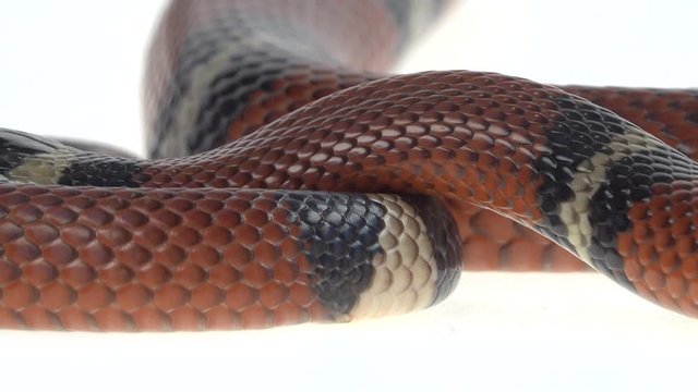 Sinaloan milk snake, Lampropeltis triangulum sinaloae, in front of white background. Close up. Macro Shot